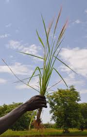 Image result for Oryza barthii