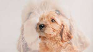 Mini Goldendoodle Belly Rub Session ASMR :)