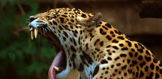 Listen to jaguares | explore the largest community of artists, bands, podcasters and creators of music & audio. Jaguares Muertos Para Abastecer El Creciente Comercio De Las Medicinas Chinas