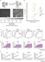 Learn the value of 120000 japanese yens (jpy) in russian rubles (rub) today, currency exchange rate change for the week, for the year. Dyslexia Candidate Gene And Ciliary Gene Expression Dynamics During Human Neuronal Differentiation Springerlink