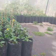 Image result for Afroqueta