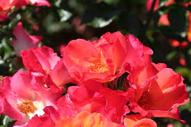 Most roses thrive in a sunny position. Top 5 Roses For Shade John Denson S World Of Gardens