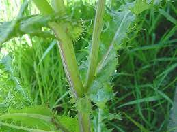 A german university study found that the common dandelion (taraxacum officinale) can block spike proteins from binding to the ace2 cell surface receptors in human lung and kidney cells. Plant Identification What Is This Tall Weed But With Dandelion Like Toothed Leaves Quora
