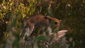 Nat Geo Wild Romania Bucharest Romania Tv Channel Facebook
