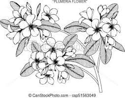 Plumeria Flower Drawing And Sketch With Black And White Line Art Csp51563049 Flower Art Drawing Flower Drawing Hawaiian Flower Drawing