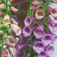 As your flowers are drying in the container, the silica gel will change from white to a light blue. Dry Flowers Using Silica Gel Agm Containers Controls