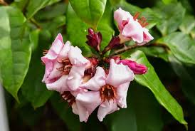 Image result for Strophanthus sarmentosus