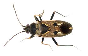 Image result for Rhamphicarpa brevipedicellata