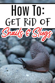 To keep slugs or snails from eating your plants, there are a few easy natural remedies you can try. How To Get Rid Of Snails