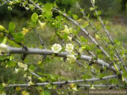 Image result for Coddia rudis