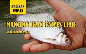 Racikan Umpan Ikan Tawes Liar Paling Jitu Dan Memuaskan Di 2020 Ikan Memancing Habitat