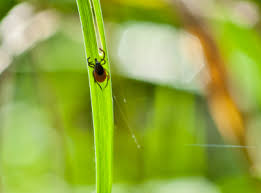 Lyme Disease Integrative Medicine Doctor Wash Dc Va Md