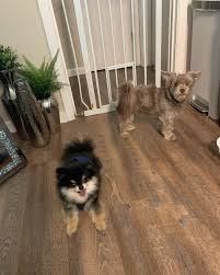 Profile for Dompop's Pet Sitting