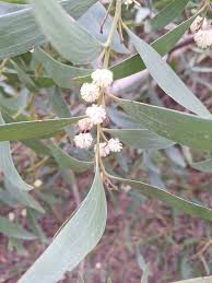 Image result for Aeschynomene pawekiae