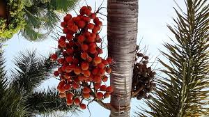 Planting an edible date medjool date palm in florida all true edible date medjool date palm trees, are desert plants, originally from the middle east. Edible Palm Fruits And Nuts I Planted Roots In Mexico Manzanillo Sun