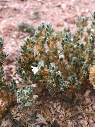 Image result for Pogonospermum divaricatum