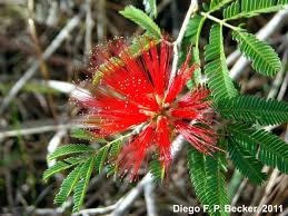 Image result for Calliandra tweedii