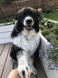 Dog Shake Dog Shaking Black And White Dog Samoyed Mix