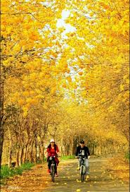 一生必賞台灣經典花道網友大讚 美呆了 生活 自由時報電子報 country roads nature photo