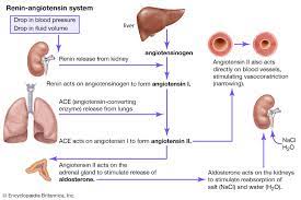 Atrial natriuretic peptide (anp) physiology. Renin Angiotensin System Definition Facts Britannica