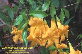 Image result for Dolichandra unguis-cati