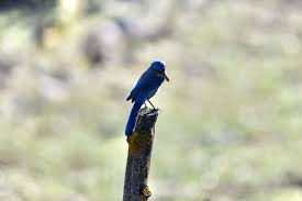 Scuttlebutt & Calendar