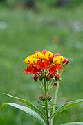 Image result for Asclepias grandirandii