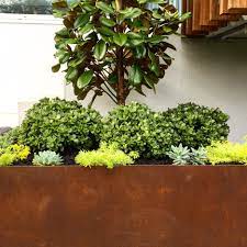 You can keep them within bounds in a container. Top Ten Balcony Plants That Look Awesome