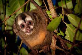 Conservation Without Supervision Peruvian Community Group Creates And Patrols Its Own Protected Area New World Monkey Pet Monkey Primates