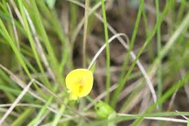 Image result for Zornia capensis