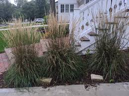 We did not find results for: Front Yard Driveway Karl Foerster Grasses October 2019