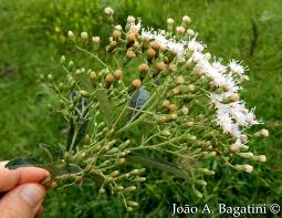 Image result for Vernonanthura