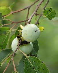 Image result for Diospyros virgata