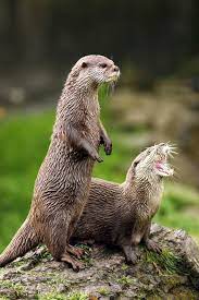 390 free images of otter. Pin On Nature
