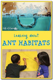 Learning About Ant Habitats Ant Habitat Science Activities For Kids Ants Activities
