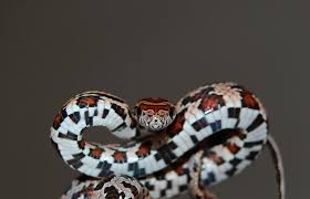 Baby Black And White Corn Snake Brown Black And White Baby Corn Snake Corn Snake Snake Stink Bugs