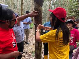 Maybe you would like to learn more about one of these? Teresa Kok On Twitter Saya Melawat Ladang Getah Di Pos Betau Sekali Lagi Saya Menoreh Getah Saya Juga Diajar Cara Melekat Kepingan Getah Yang Menegah Air Hujan Alir Ke Cawan Susu Getah