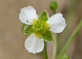 Image result for Alismataceae