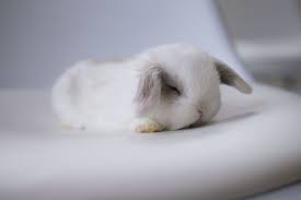 Black And White Holland Lop Bunny For Sale We Have Mini Rex Mini Lop Holland Lop Dwarf Hotot Dutch And Mixes Available Year Round Rabbits For Sale In Colorad Pet Rabbit Care Pet Bunny Rabbit Breeds