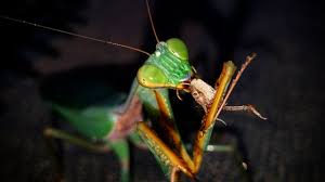 Check spelling or type a new query. Terrifying Close Up Footage Of How A Mantis Eats Heirodula Sp Golden Youtube