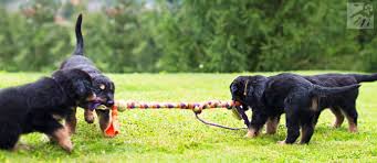 Suha hrana (61) mokra hrana (14) dodatki (3) 79 izdelkov. Kako Izbrati Psa Ki Bo Primeren Za Vas Alfakan