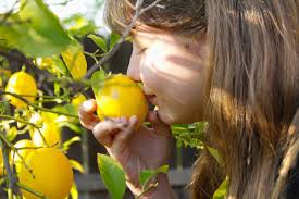 Determining if your lemon is one of the citrus trees with thorns is the first step in. Persian Lemon Trees A Sweetly Scented Treat L A At Home Los Angeles Times