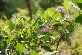 Image result for Canavalia africana