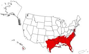 Image result for Bothriocline laxa