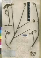 Image result for Zanha golungensis