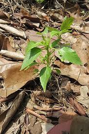 Image result for Micrococca mercurialis