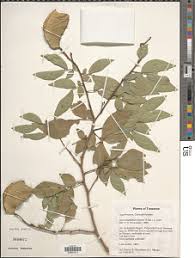 Image result for Scorodophloeus