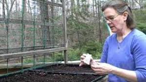 The two most important things for the health of any member of the onion family are to have good air circulation and good water drainage. How To Plant Green Onions Green Onion Seeds Grow Scallions Youtube