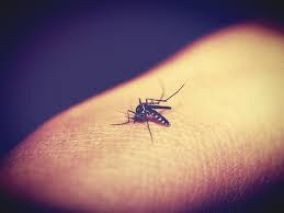 Tigrul platanului sau tigararul platanului, a cărui denumire științifică este corythucha ciliata, este o specie originară din america de nord, care afecteaza frunzele platanului, dar uneori atacă și frasinul. Tantarii Si Tigrii Platanului Ne Distrug Orice Iesire Afara Pe Cine Prefera Sa Piste Si Cum Ne Aparam De Sacaietoarele Creaturi Mobile