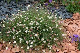 Image result for Erigeron
